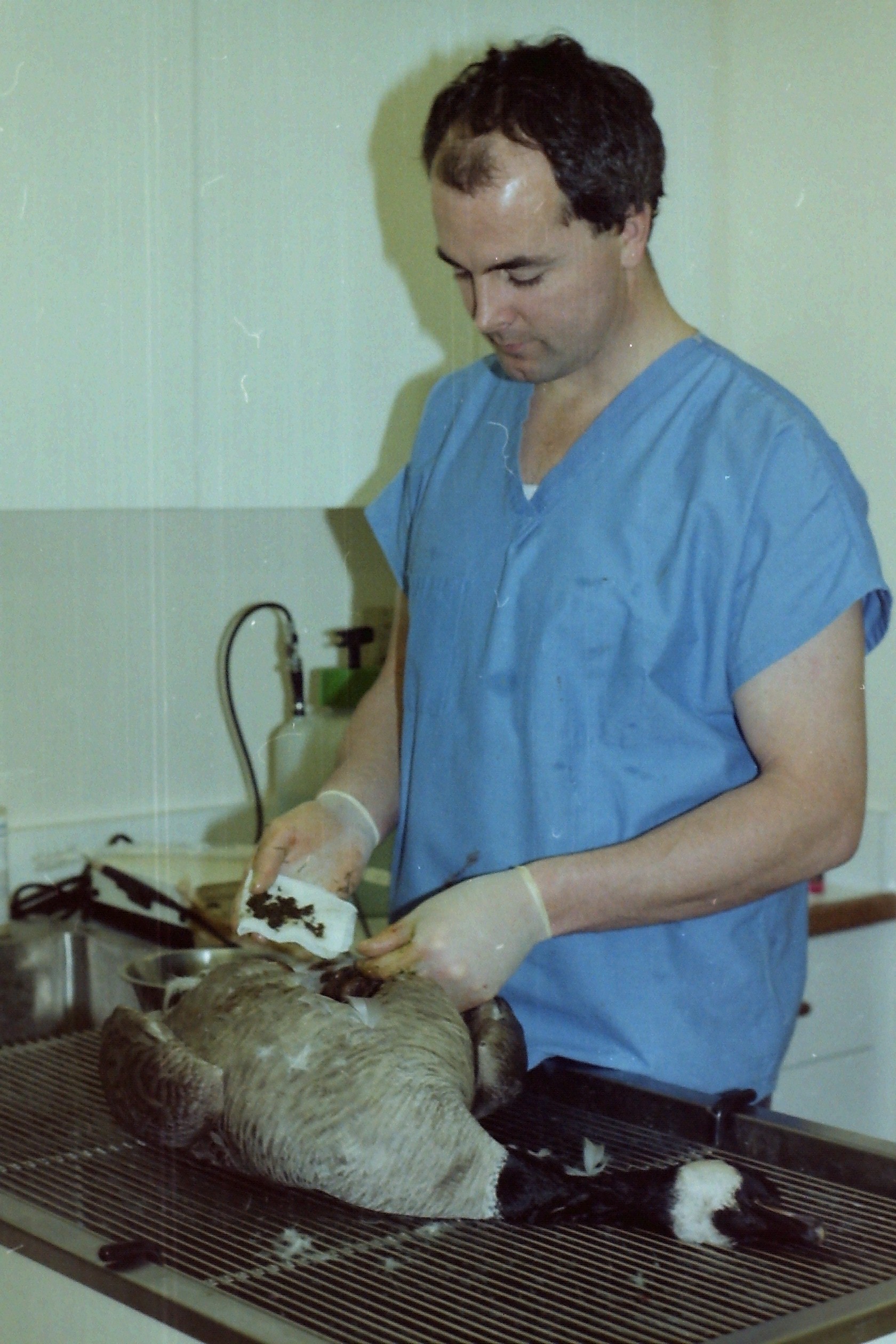 Dr. Pat Hourigan with lead-poisoned goose