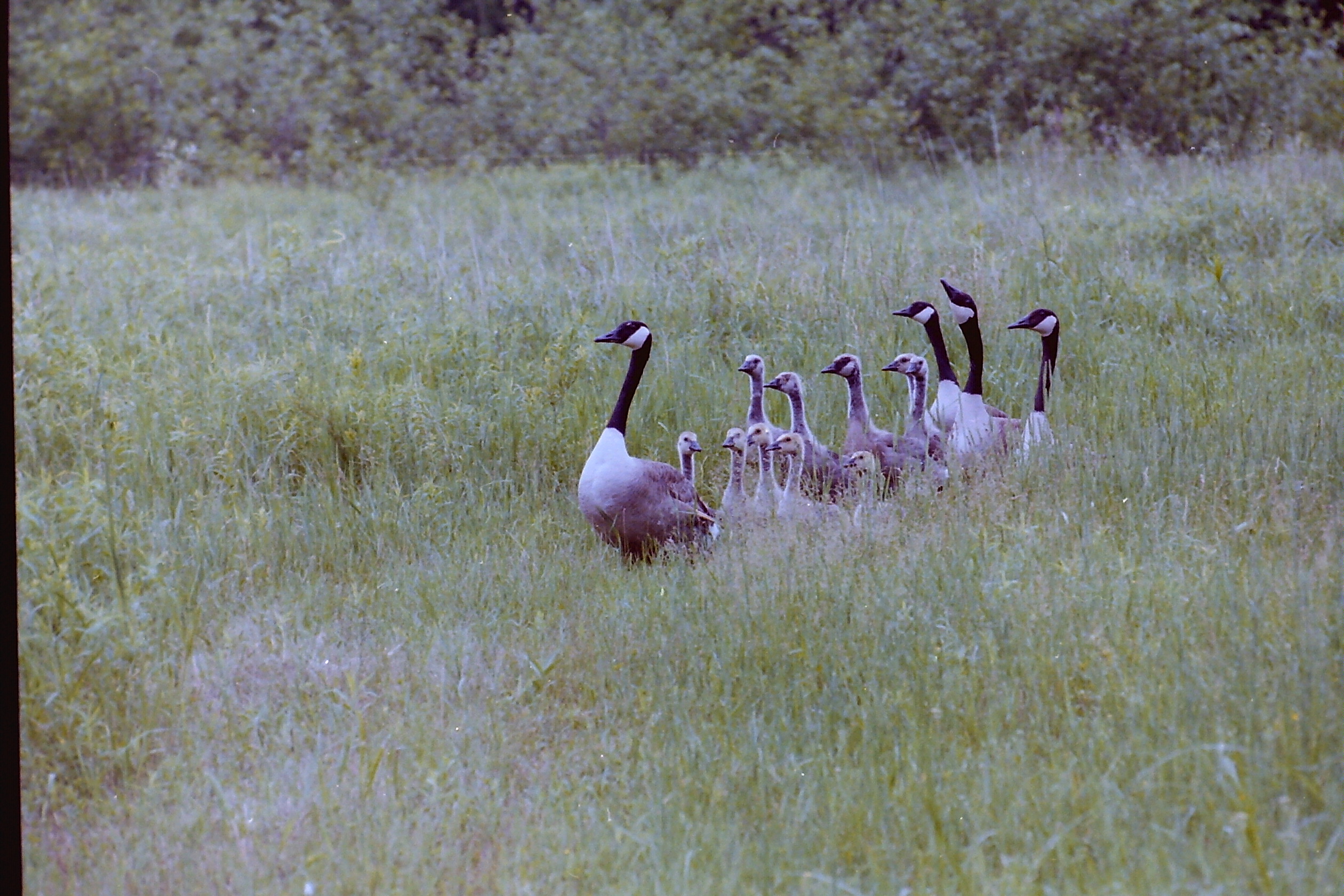 Geese with young at the release site later in 1992 