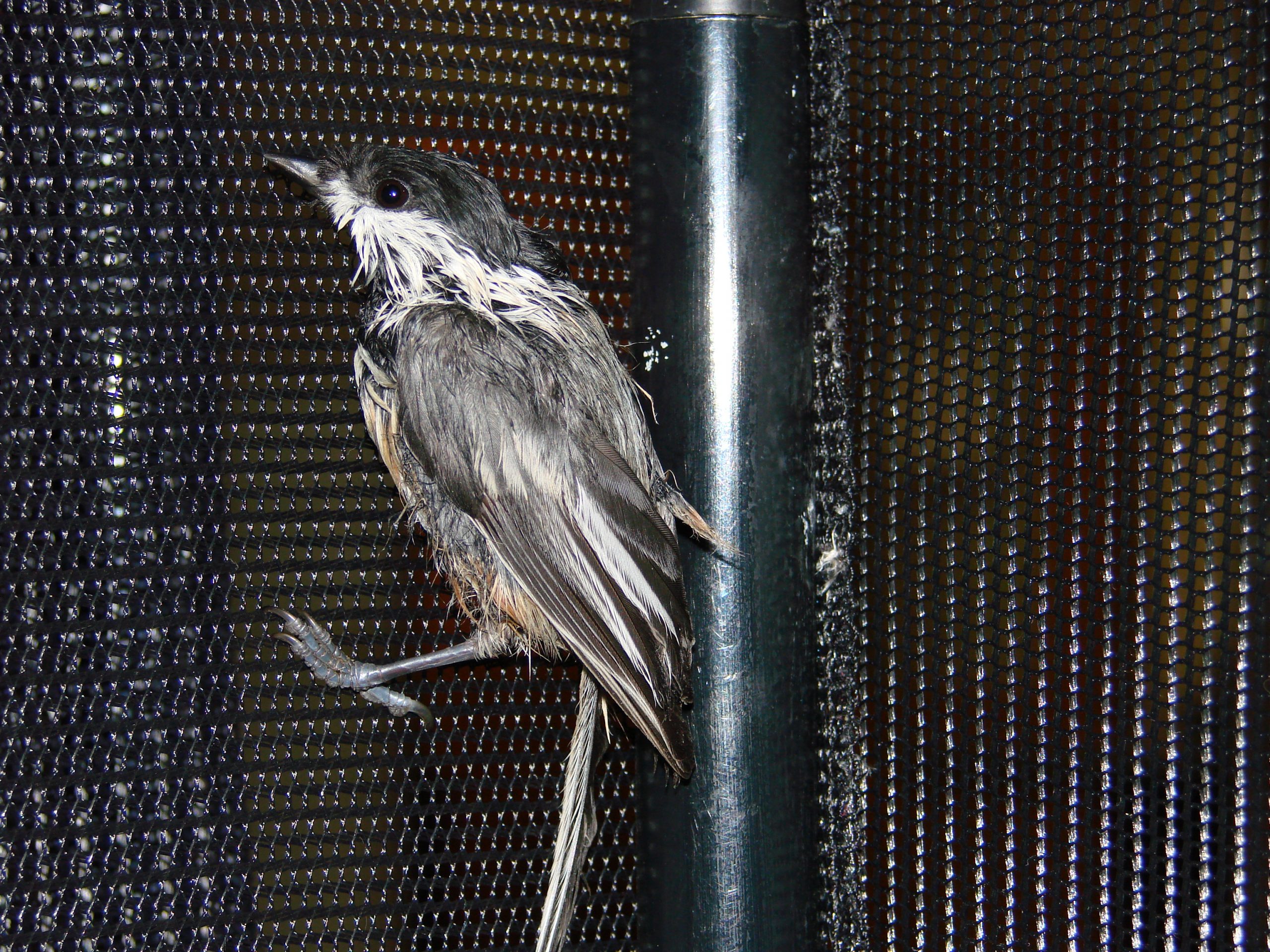 Black-capped Chickadee covered in Tanglefoot product.