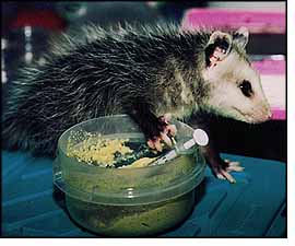 Photo of young opossum