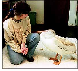 Photo of Yvonne Wallace Blane with injured bird